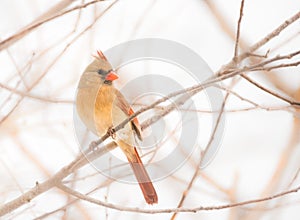 The Female Northern Cardinal
