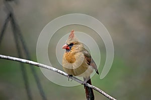 Female Northern Cardinal