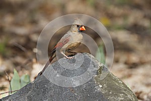 Female Northern Cardinal