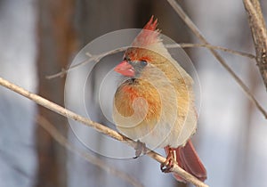Female Northern Cardinal