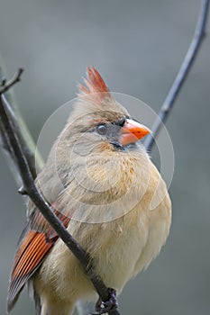 Female Northern Cardinal bird