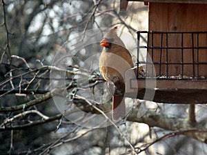 Female northern cardinal bird