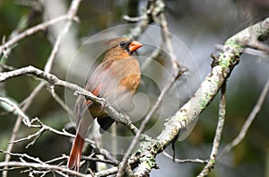 Female Northern Cardinal bird at Pinckney Island National Wildlife Refuge photo