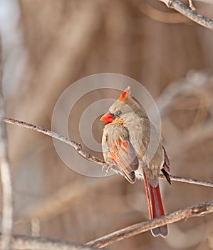 Female Northern Cardinal (Cardinalis cardinalis)