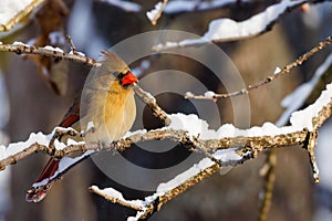 Female Northern cardinal (Cardinalis cardinalis) perched on a snow covered tree limb during winter.