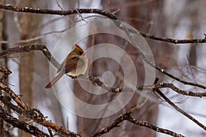 Female Northern cardinal Cardinalis cardinalis perched on a tree branch during winter with snow