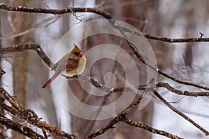 Female Northern cardinal Cardinalis cardinalis perched on a tree branch during winter with snow