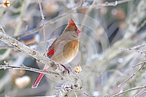 Female northern cardinal Cardinalis cardinalis in winter