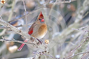 Female northern cardinal (Cardinalis cardinalis) in winter