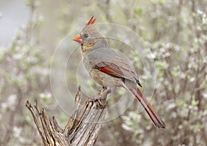 Female northern cardinal on a log perch in the La Lomita Bird and Wildlife Photography ranch in Uvalde, Texas.