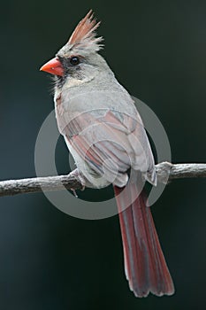 Female Northern Cardinal perched