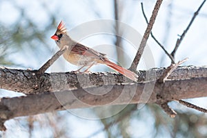 Female Northern Cardinal