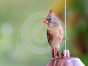 Female Northern Cardinal perches on birdfeeder