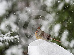 Female Northern Cardinal in Snow