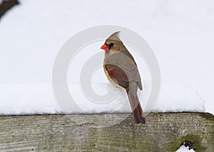 A Female Northern Cardinal On A Snowy Perch