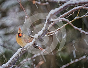 Female Northern Cardinal in Storm