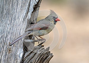 Female northern cardinal on a wooden perch in the La Lomita Bird and Wildlife Photography Ranch in Uvalde, Texas.