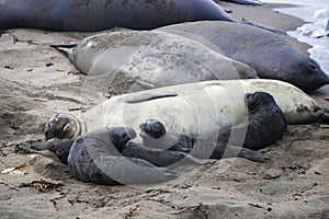 Female Northern Elephant Seal with Group of Pups on Beach