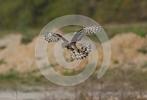 Female northern harrier Circus cyaneus hunting, looking below, wings and tail spread, grass and dirt mounds bokeh background