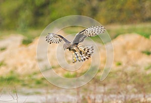Female northern harrier Circus cyaneus} hunting, looking below, wins and tail spread