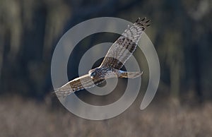 Female northern harrier Circus hudsonius flying low over brown grass meadow