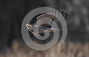 Female northern harrier (Circus hudsonius) flying low over meadow while hunting for prey