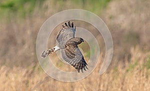 Female northern harrier (Circus hudsonius) flying low over meadow while hunting for prey dorsal view, feather detail