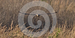 Female northern harrier Circus hudsonius flying straight at camera