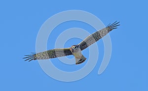 Female northern harrier - Circus hudsonius - marsh hawk, great feather detail, yellow eye, tail bands, orange talons, isolated