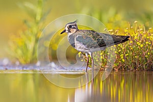 Female Northern lapwing wading in shallow water