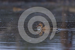 Female northern shoveler Anas clypeata in a lake.