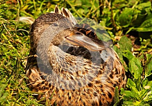 Female Northern Shoveler Duck