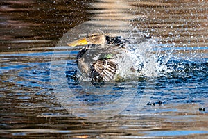 Female Northern Shoveler running through a pond in Littleton, Colorado.