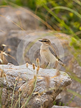 Female Northern Wheatear