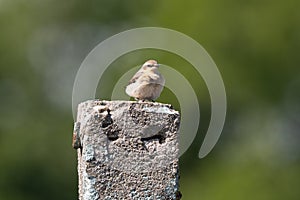 Female Northern Wheatear In Action