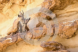 Female Nubian Ibex and new born kid - 3