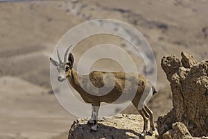 Female Nubian ibex standing on the edge of a cliff against a blurred background of mountains. Israel