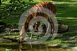 Female nyala