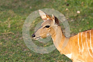 female nyala antelope (Nyala angasii), also called inyala