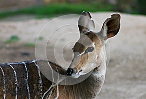 Female Nyala Antelope With Stripes