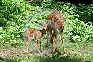 Female Nyala antelope Tragelaphus angasii