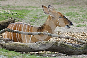 Female Nyala Antelope (Tragelaphus Angasii) with its typical white stripes