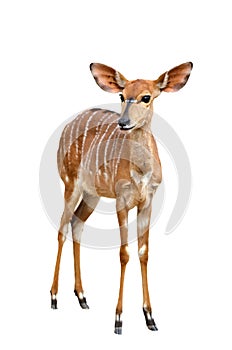 Female nyala isolated photo