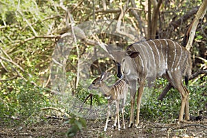 Female Nyala and its baby in Kruger National park