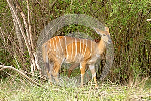 Female nyala photographed at Hluhluwe/Imfolozi Game Reserve in South Africa.