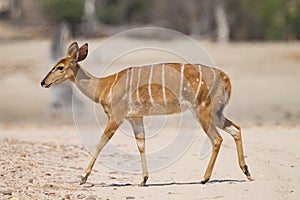 Female Nyala (Tragelaphus angasii)