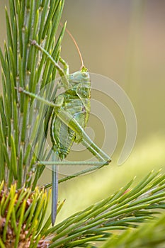 Female Nymph of Great Green Bush Cricket