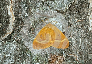 Female oak eggar, Lasiocampa quercus on birch bark