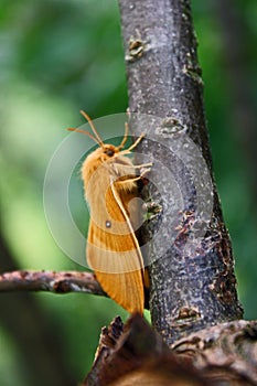 Female oak eggar Lasiocampa quercus photo