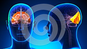Female Occipital Lobe Brain Anatomy - blue concept